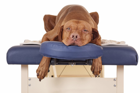 Hund entspannt auf einer Massagebank – Klangmassage für Tiere